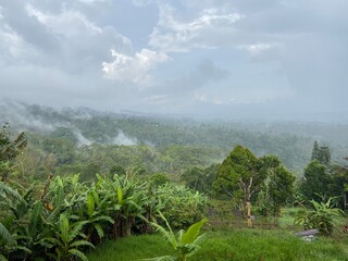 Obraz premium bali jungles after rain 