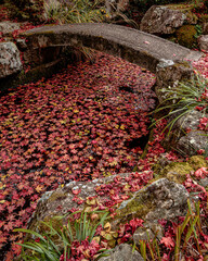 Beautiful Autumn Leaves in Kyoto Japan
