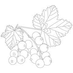 Currant