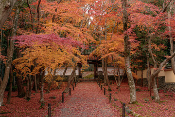 Plakat Beautiful Autumn Leaves in Kyoto Japan