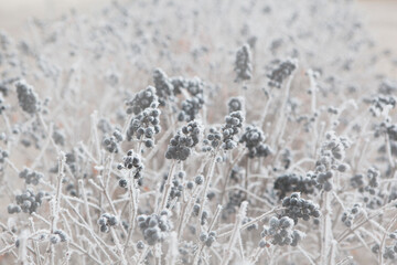 image of field berry snow  