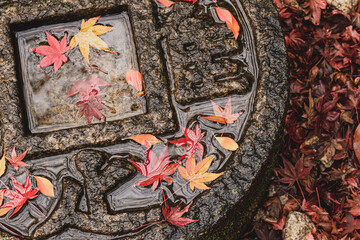 Beautiful Autumn Leaves in Kyoto Japan