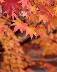Beautiful Autumn Leaves in Kyoto Japan