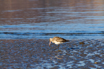 a cute bird was looking food on the beach, Dili Timor Leste