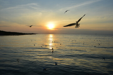 Sunrise over the sea with flying birds
