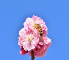 Bee on the peach flower in Beijing botanic garden in March, China
