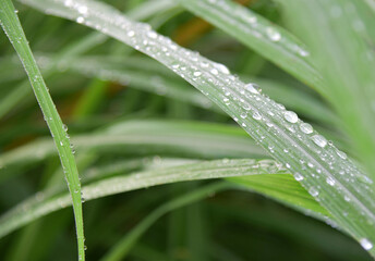 Fresh grass with dew drops close up