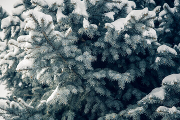 blue spruce branches for background. Winter season