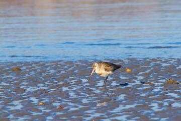 a small bird was doing activities on the beach, Dili Timor Leste