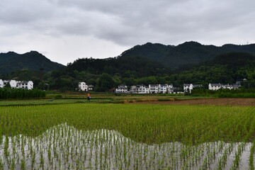 Rice fields in China countryside in summer near small southern village in front of the montains