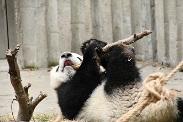 Panda cub playing with stick in Chengdu, China