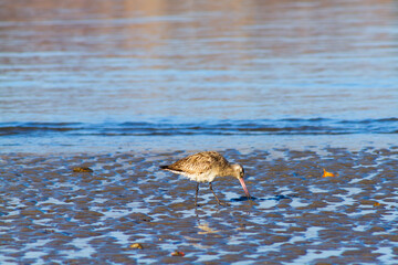lonely bird was on the beach for looking breakfast, Dili Timor Leste