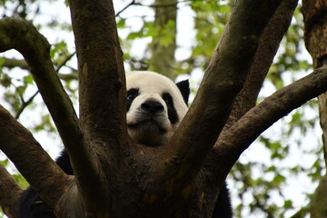 A giant panda resting on the tree in Chengdu panda sanctuary, Sichuan, China