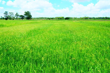 Fototapeta premium Scenery of Paddy Field with White Clouds on Blue Sky Background.