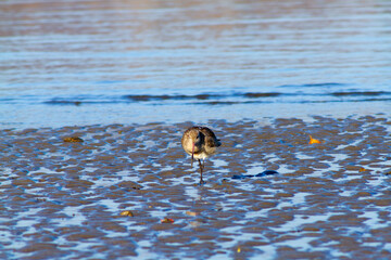 a bird was walking on the shore during low tide, Dili Timor Leste