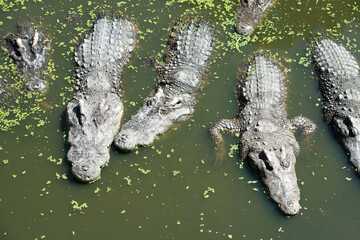 Crocodiles bask in the sun. Large crocodiles with sharp teeth in the water.
