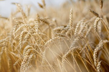 Gold Wheat Field. Beautiful Nature Sunset Landscape. Background of ripening ears of meadow wheat field. Concept of great harvest and productive seed industry