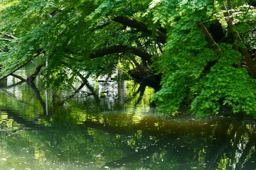 春の新緑に囲まれた池の風景　-カエデの葉の緑が美しい