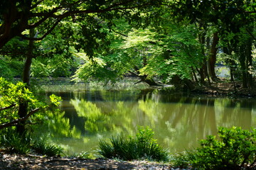 Fototapeta na wymiar 春の新緑に囲まれた池の風景　-カエデの葉の緑が美しい