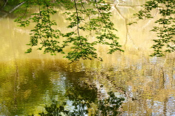 春の新緑に囲まれた池の風景　-カエデの葉の緑が美しい