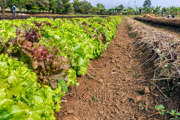 Fototapeta na wymiar Close up of fresh salad lettuce growing at vegetable plantation