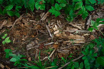 Forest ground green nature texture rotten stump