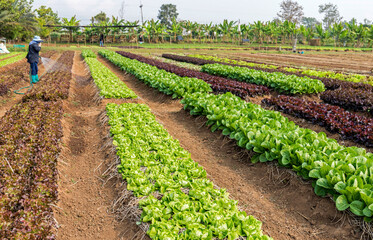 Fototapeta na wymiar Field of fresh salad lettuce growing at vegetable plantation