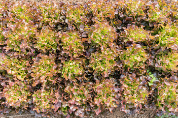 Top view of fresh salad lettuce growing at vegetable plantation