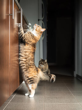 Cat standing tall on hindlegs short before feeding. The desperate young female kitty is trying to see the kitchen counter. Defocused senior tabby cat sitting and waiting patiently. Selective focus.