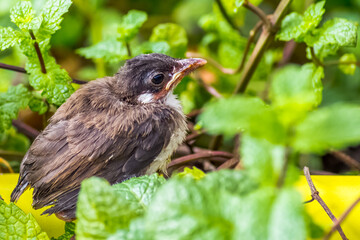 Jeune bulbul orphée 