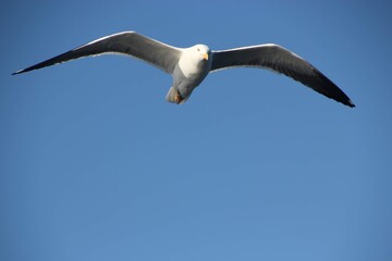 Flying seagull