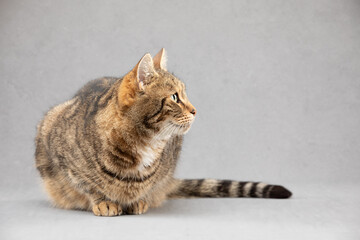 Bengal type cat lying on a grey background looking right.  
