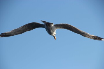 Flying Seagull