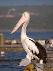 Australian pelican standing on pier