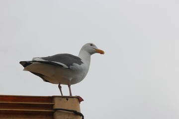 Standing Seagull