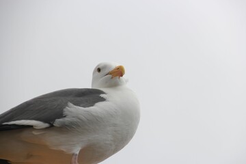 Standing Seagull