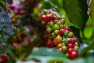 Farmers pick fresh red coffee berries from the plant Agricultural concept Fertilizer and agricultural products.