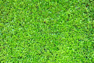 Fototapeta premium Fresh Green Leaves Fence Background, Suitable for Backdrop, Mockup, and Template.