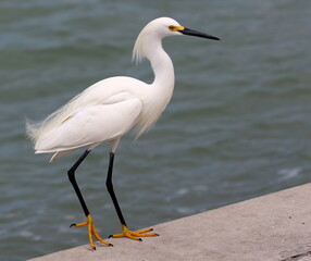 Snowy egret showing off it's fancy yellow feet.