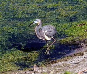 A Tricolored heron walking the bank of a green weed pond background. Egretta tricolor.