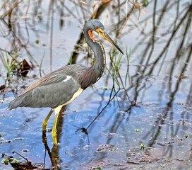 A single Tricolored heron desperate to find it's next meal while traipsing through the shallow waters of the pond.