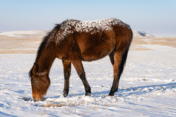 a horse in winter looking for grass from under the snow