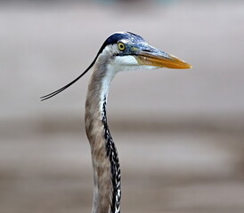 Head and neck shot of a Great blue heron looking surprised.