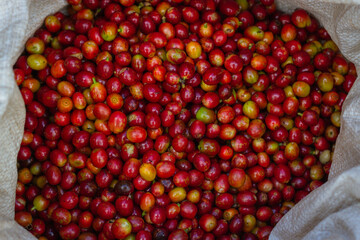 Farmers pick fresh red coffee berries from the plant Agricultural concept Fertilizer and agricultural products.