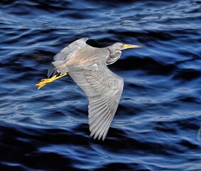 Tricolored heron in flight over dark water background. Egretta tricolor.