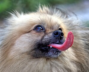Head shot of a Pomeranian dog with it's tongue sticking out. 