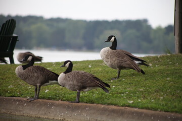 Naklejka na ściany i meble canadian geese on the lake