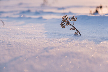 frozen dry plant in winter, in deep snowdrifts. hibernation nature