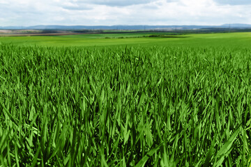 Fresh green grass in sunny day. Natural background