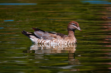 Fototapeta premium Female Australian Wood Duck
